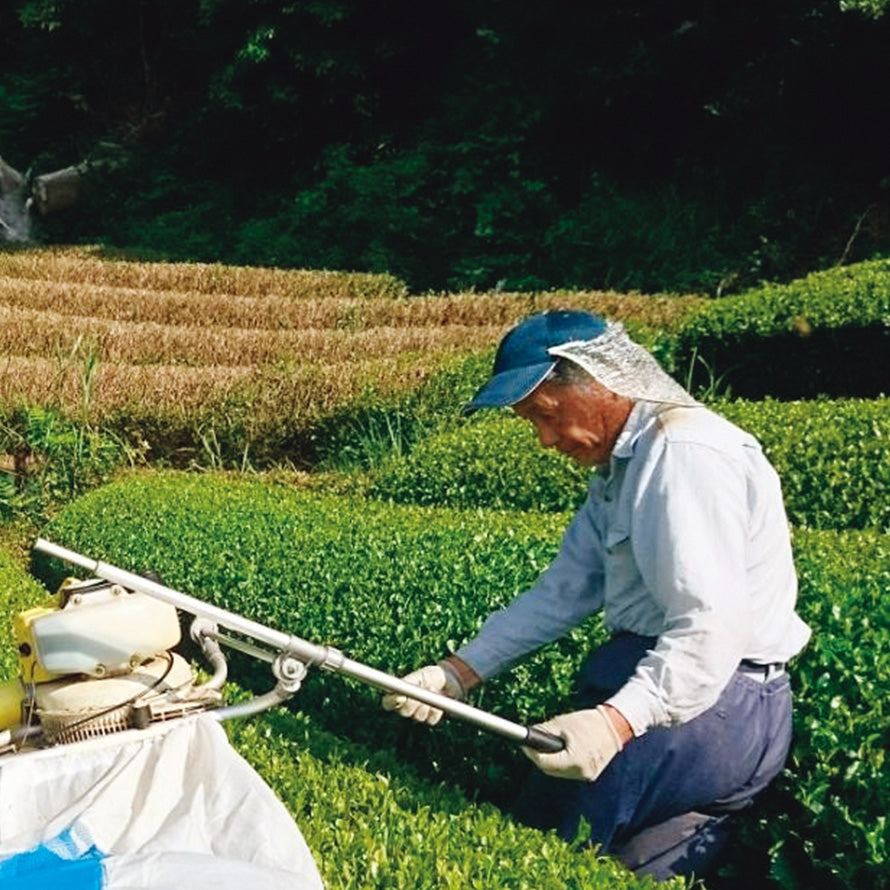 ISSEN Single Origin Premium Sencha -Koshun cultivar 30g(1oz) by Osamu Matsumoto