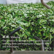 Japanese Black Tea Wakocha Powder
