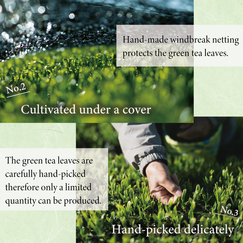 ISSEN Single Origin Premium Sencha Yabukita cultivar 30g(1oz) by Masataka Ohta